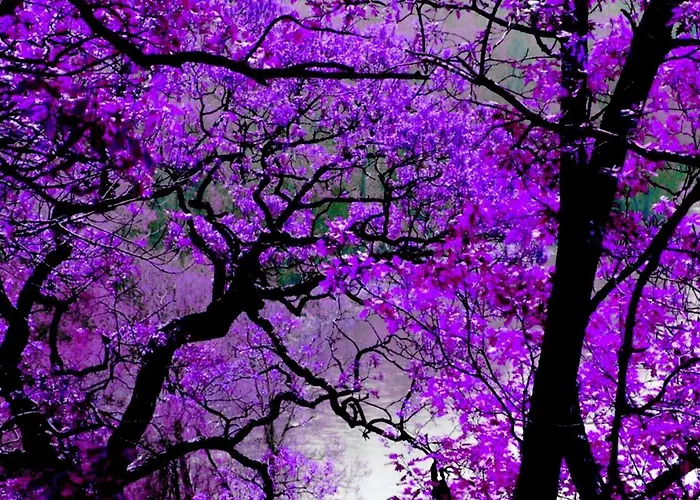 Violet #colony_white_tower * Thessalonique